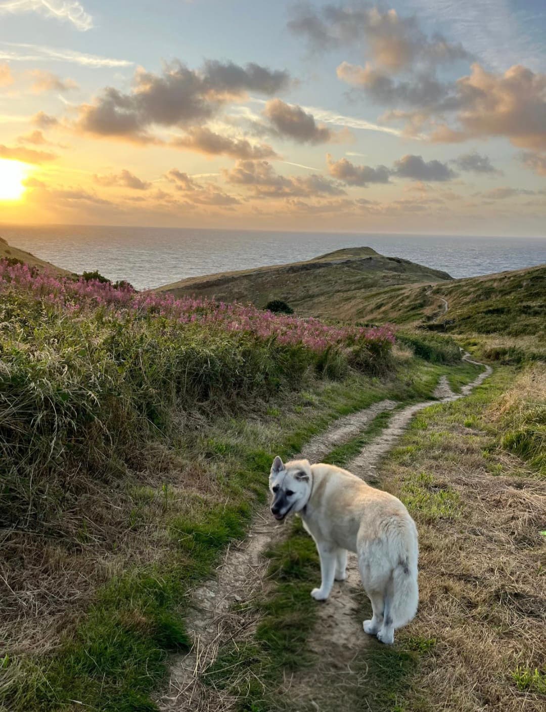 Denali standing on a coastal path at sunset